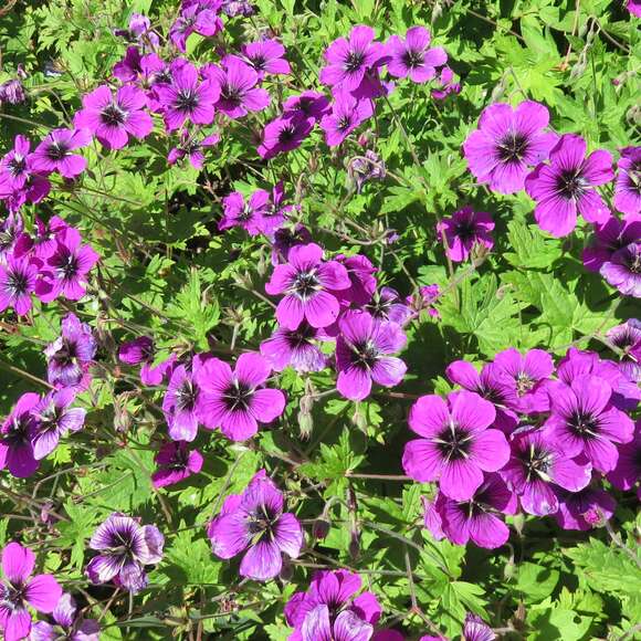 Geranium psilostemon 'Dragon Heart': Bild 1/2