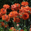 Papaver rupifragum 'Flore Pleno': Bild 1/3