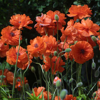 Papaver rupifragum 'Flore Pleno'