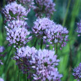 Allium senescens - Berglauch