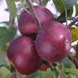 Malus dom. 'Roter von Simonffi': Bild 1/4