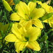 Hemerocallis 'Green Flutter': Bild 4/5