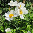 Romneya coulteri: Bild 5/6