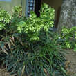 Helleborus foetidus: Bild 7/9