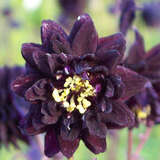 Aquilegia vulgaris 'Black Barlow' - Akelei