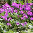 Primula sieboldii: Bild 1/3