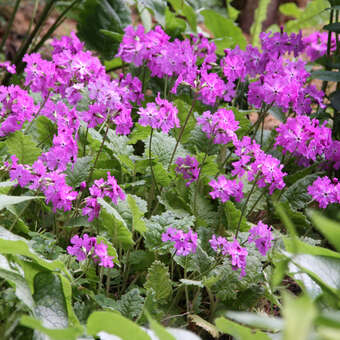 Primula sieboldii