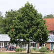 Quercus robur: Bild 1/8