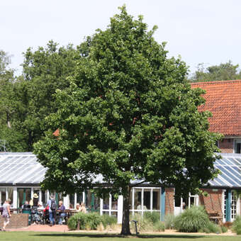 Quercus robur