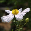 Romneya coulteri: Bild 1/6
