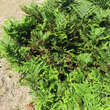 Pteridium aquilinum: Bild 2/3