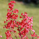 Heuchera sanguinea 'Leuchtkäfer' - Purpurglöckchen