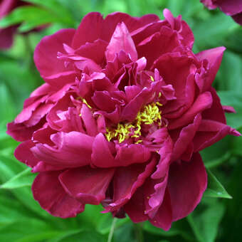 Paeonia lactiflora 'Karl Rosenfield'