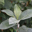 Sorbopyrus bulbiformis 'Shipova' - Hagebuttenbirne