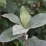 Sorbopyrus bulb. 'Shipova' - Hagebuttenbirne