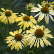 Echinacea purpurea 'Sunrise': Bild 4/5