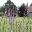 Linaria purpurea: Bild 2/2