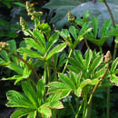 Rodgersia sambucifolia - Holunderblättriges Schaublatt