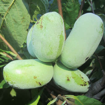 Asimina triloba 'Mango'