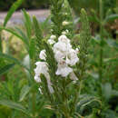 Physostegia virginiana 'Alba' - Gelenkblume