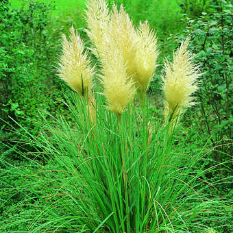 Cortaderia selloana 'Pumila'