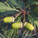 Quercus robur 'Pectinata' - Geschlitztblättrige Stieleiche