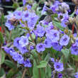 Pulmonaria 'Blue Ensign': Bild 1/1