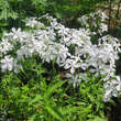 Phlox divaricata 'May Breeze': Bild 4/5