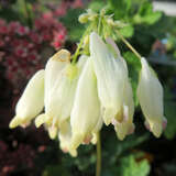 Dicentra formosa 'Aurora' - Herzblume