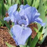 Iris pumila 'Sapphire Gem' - Zwerg-Schwertlilie