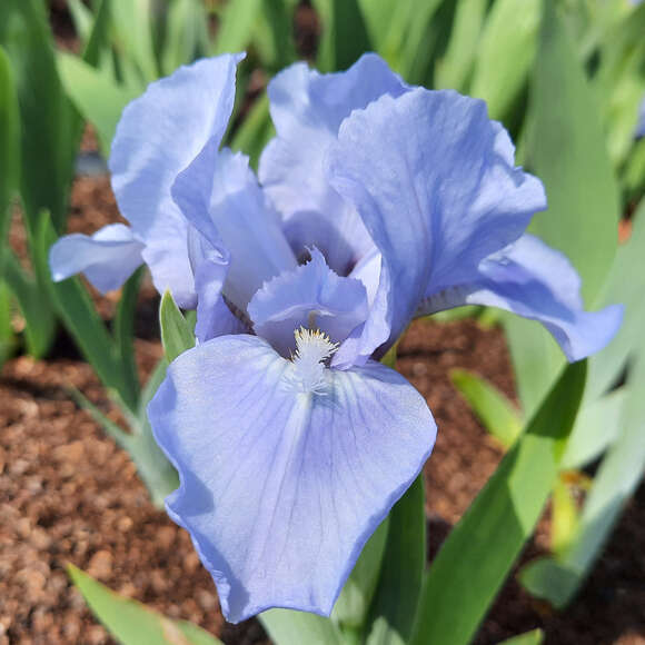 Iris pumila 'Sapphire Gem': Bild 1/2 Iris pumila 'Sapphire Gem': Bild 1/2