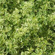 Origanum vulgare 'Country Cream': Bild 2/4