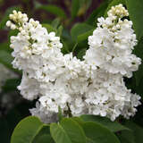 Syringa vulgaris 'Mme. Florent Stepman' - Edelflieder - einfachblühend