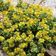 Sedum selskianum: Bild 4/9