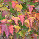 Feuerahorn - Acer tataricum ginnala