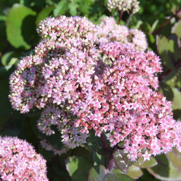 Sedum 'Matrona': Bild 3/9