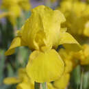 Iris pumila 'Brassie' - Zwerg-Schwertlilie