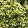 Origanum vulgare 'Country Cream': Bild 1/4