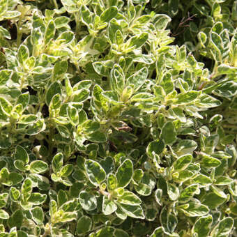 Origanum vulgare 'Country Cream'