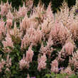 Astilbe arendsii 'Look At Me': Bild 3/3