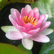 Nymphaea 'Madame 'Wilfron Gonnere': Bild 1/2