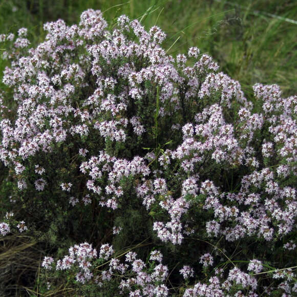 Thymus vulgaris: Bild 4/4 Thymus vulgaris: Bild 4/4
