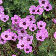 Geranium cinereum 'Ballerina': Bild 2/3