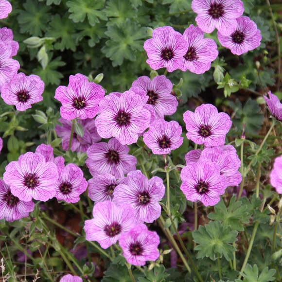 Geranium cinereum 'Ballerina': Bild 2/3 Geranium cinereum 'Ballerina': Bild 2/3