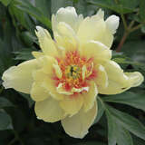 Paeonia Intersec. 'Court Jester' - Pfingstrose Intersectional-Hybride