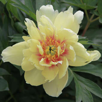 Paeonia Intersec. 'Court Jester'