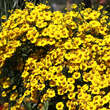 Helenium 'Kanaria': Bild 1/1