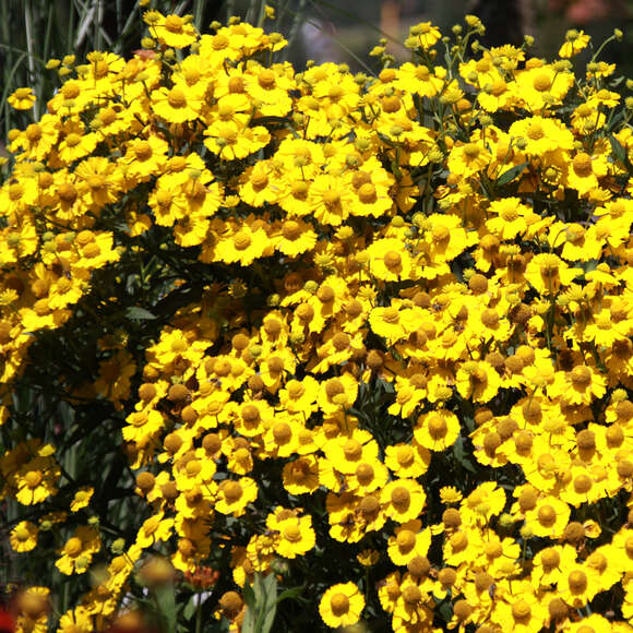 Helenium 'Kanaria': Bild 1/1 Helenium 'Kanaria': Bild 1/1