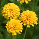 Heliopsis helianthoides 'Asahi' - Sonnenauge