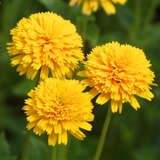 Heliopsis helianthoides 'Asahi' - Sonnenauge